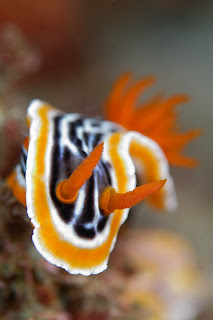 Amazing Underwater Photography Giambattista Isabella