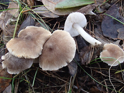 grzyby 2016, grzyby w listopadzie, grzyby w parku, grzyby w mieście, trzęsak pomarańczowy Tremella aurantia, gąska-ziemistoblaszkowa-Tricholoma-terreum, gąsówka mglista Lepista nebularis,  żagiew-zimowa-Polyporus-brumalis