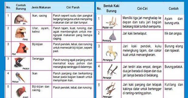 14 Contoh Adaptasi Morfologi Pada Hewan