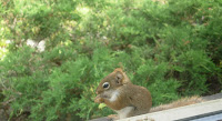 Chipmunk at window eating