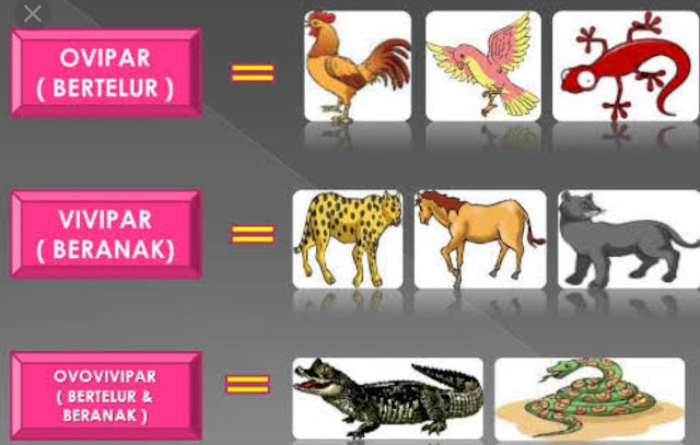 Pengertian Ovipar, Vivipar dan Ovovivipar