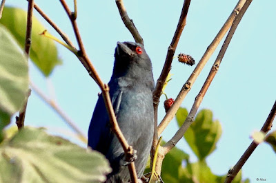 "Ashy Drongo - Dicrurus leucophaeus, winter visitor on the look out for bees."