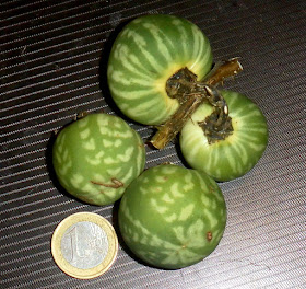 Solanum palinacanthum