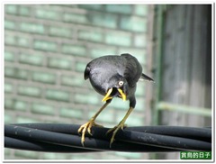 20110731_133433_001_home
