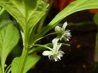 野甘草的花