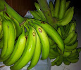 Banana is Good For Ulcer patients
