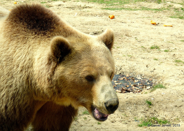 Libearty Bear Sanctuary, Brasov County, Romania