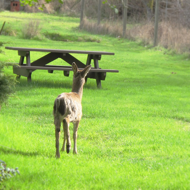 backyard deer