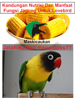 Kandungan Nutrisi Dan Manfaat/ Fungsi Jagung Untuk Lovebird