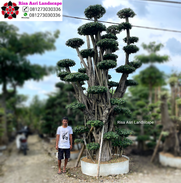 Kamboja Fosil, Panggang Iprik, Bonsai Beringin Dolar, Bonsai Serut Fosil, Randu Varigata, Pohon Pule Monster, BotleTree, Olive Tree Zaitun, Bonsai Dolar Mangkok, Pohon Tabebuya, Bonsai Anting Putri, Pohon Jasmin Dll