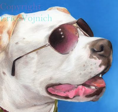 Pitbull Portrait