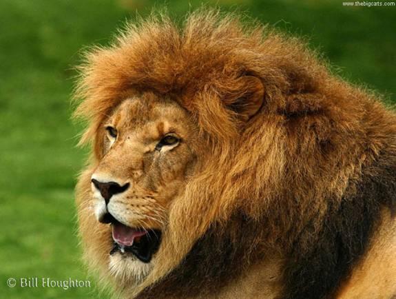 Lion|Dangerous, African Lion, Beautiful Lion, Forest, Park Family Felidae Lion, Big Cats, Big Teeth Lion