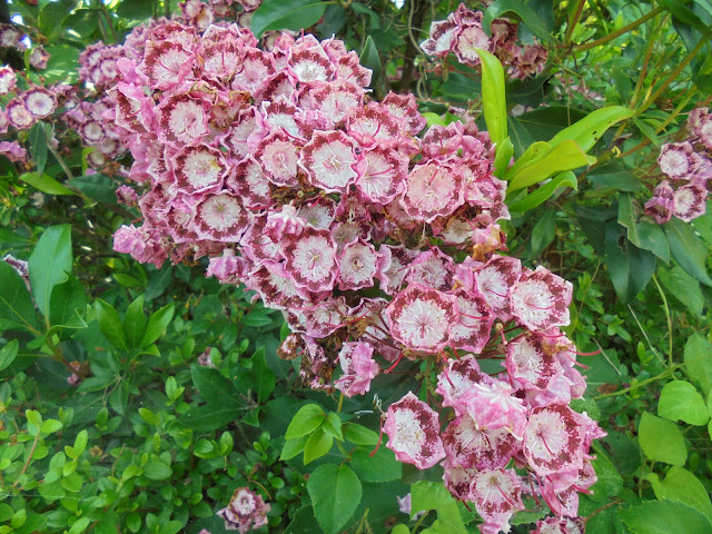 カルミア　ハナガサシャクナゲ （花笠石楠花）