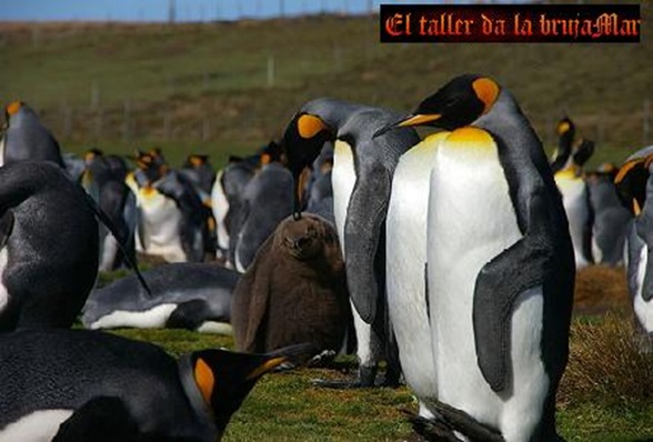 AvesdeMalvinas-ElTallerdelabrujamar-junio0610