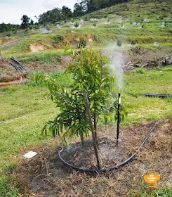 Auto Sprinkler System at Durian Wonderland 
