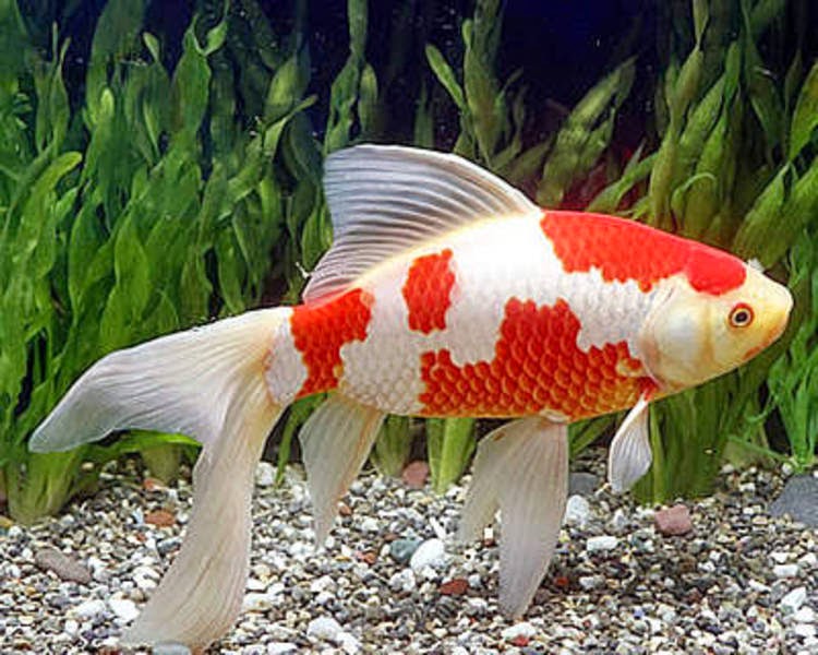 Jenis Ikan  Hias Air Tawar Cocok Dipelihara di  Aquarium 
