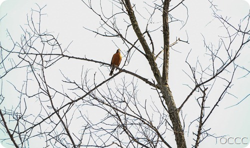 SPRING 2013 (1 of 1)-6