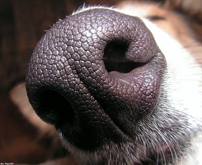 nose