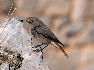 Black Redstart, a common winter visitor  in Mt Hymettus