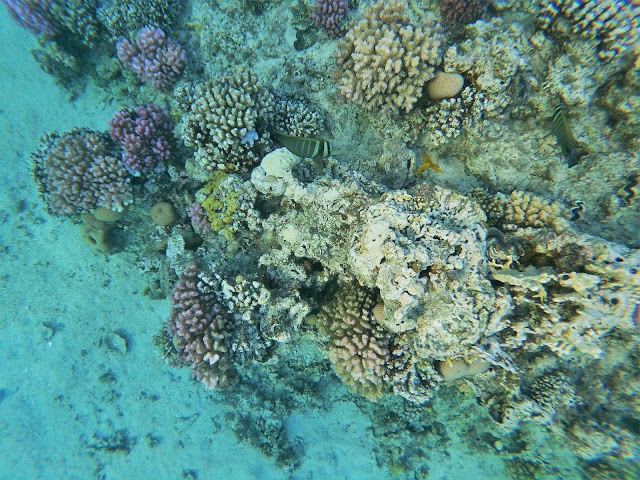 Snorkelling in Naama Bay, Sharm, Egypt