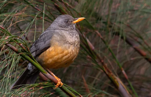 Olive Thrush Kirstenbosch National Botanical Garden Vernon Chalmers Photography