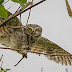 Spotted Owlet