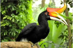 Daerah Persebaran dan Makanan Burung Rangkong