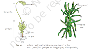 ब्रायोफाइट को लिवरवर्ट तथा मॉस, टैरिडोफाइट| Bryophytes and pteridophytes  in Hindi