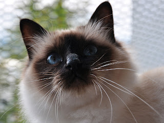 Birman Cat Wallpaper