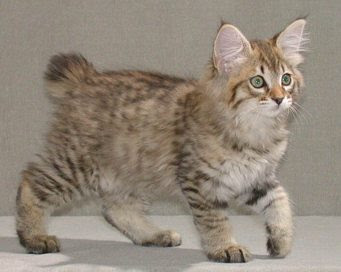 american bobtail longhair cat pictures kittens