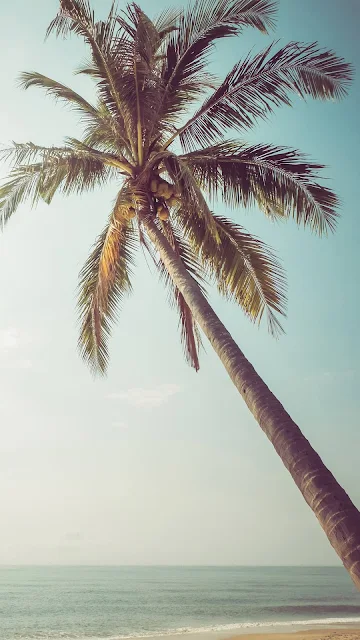 Beach Coconut Tree Mobile Wallpaper HD