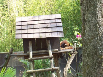 2005.05.18-010 petit panda