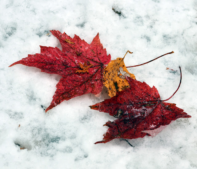 new snow and red maple leaves