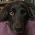 10  most searched Dog questions in Google – Must read