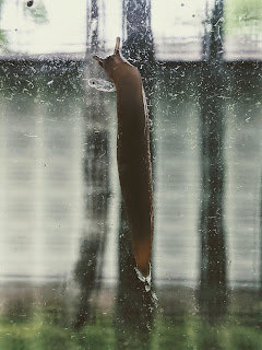 Slug On Window Pane