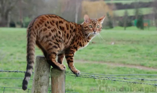 Les Chats Bengal Peuvent Ils Sortir Tout Sur Chat Du Bengal