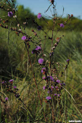 flora de la llanura pampeana