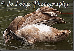 IMG_8026