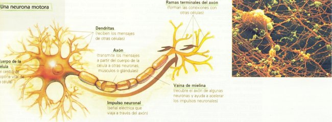Neurona