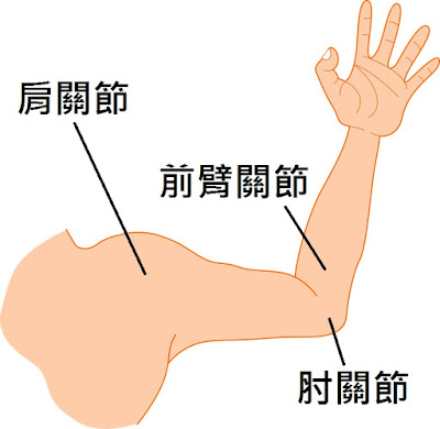 上肢近端關節常指肩關節、肘關節和前臂旋轉關節