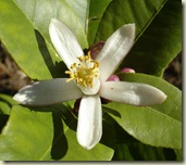 lemon flower november_1_2_1