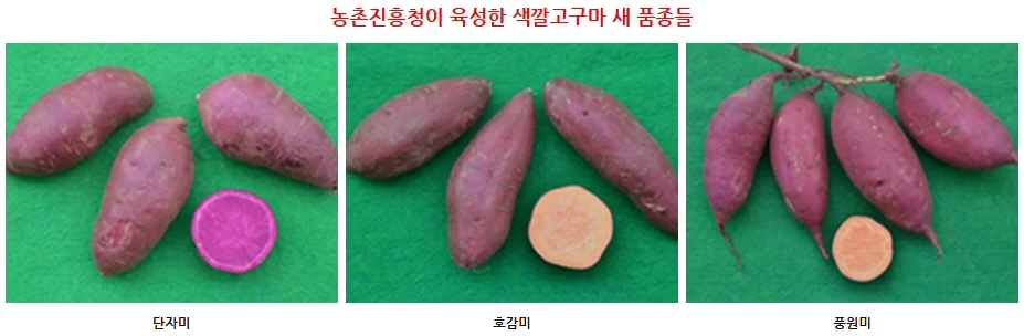 ▲ ‘호감미’, ‘진율미’, ‘단자미’ 품종[사진출처 : 농사로]