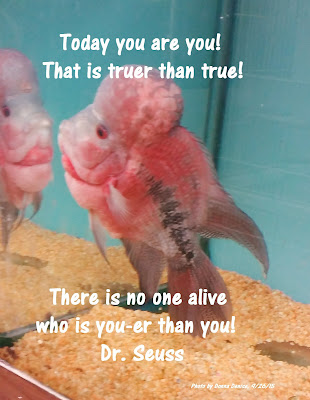 Flowerhorn fish seen at local aquarium - Today you are. That's truer than true.