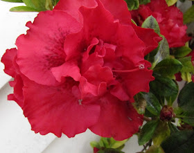 azalea