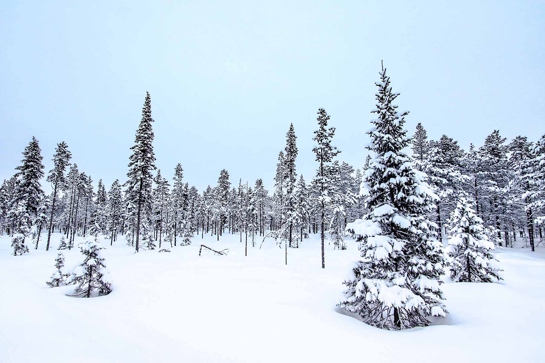 Paisatges nevats (Noruega, Suècia, Finlàndia)