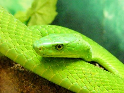 Beautiful Green Mamba Snake