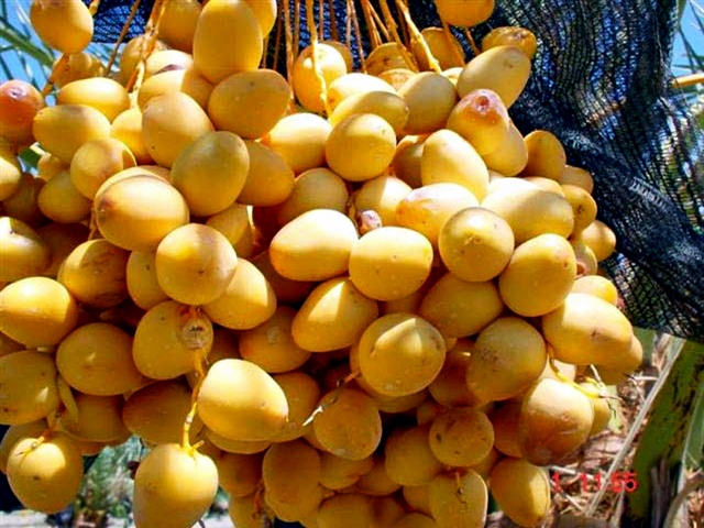 Karir Sekolah KU Macam macam Warna  Buah  Kurma