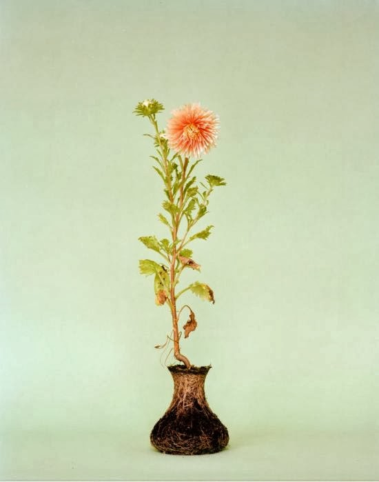 Diana Scherer fotografia natureza plantas raízes formato de vaso