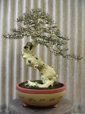 Gambar Bonsai Serut