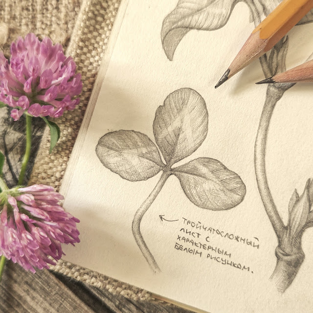 klever lugovoj, Клевер луговой, Trifolium pratense, risunok-botanika, botanical sketch, plant art, small flower, sketchbook, botanical  illustration, nature sketchbook